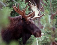 Importance of the wasting syndrome complex in captive moose (Alces alces)